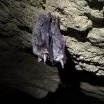 Galerie - Sekcja wysokościowa - Kurs 2019 - jaskinie
