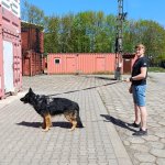 Zajęcia szkoleniowe z udziałem psów tresowanych na terenie szkolnego poligonu CS PSP